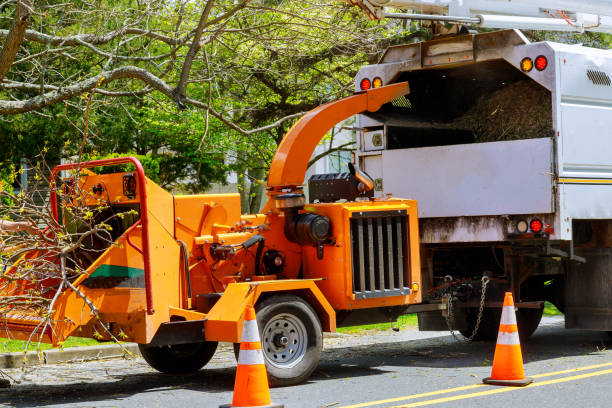 How Our Tree Care Process Works  in Trafford, PA